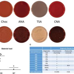 Columbia colistin nalidixic acid agar