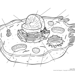 Unlabeled diagram of an animal cell