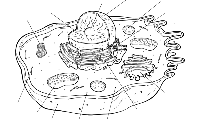 Unlabeled diagram of an animal cell