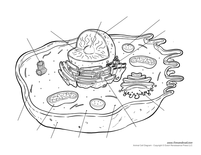 Unlabeled diagram of an animal cell