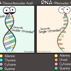 Amoeba sisters dna vs rna worksheet