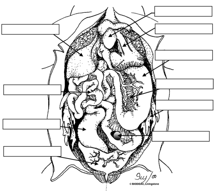 Frog dissection coloring answer key