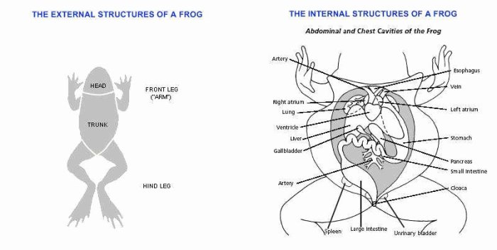 Frog dissection coloring answer key