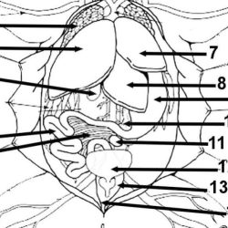 Frog dissection coloring answer key