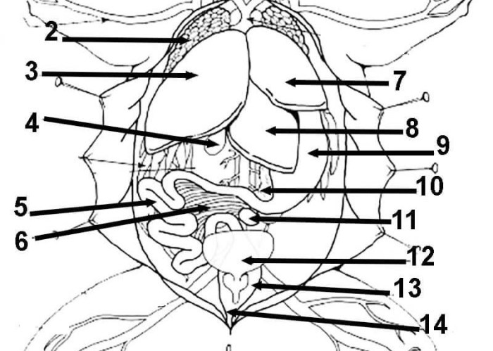 Frog dissection coloring answer key