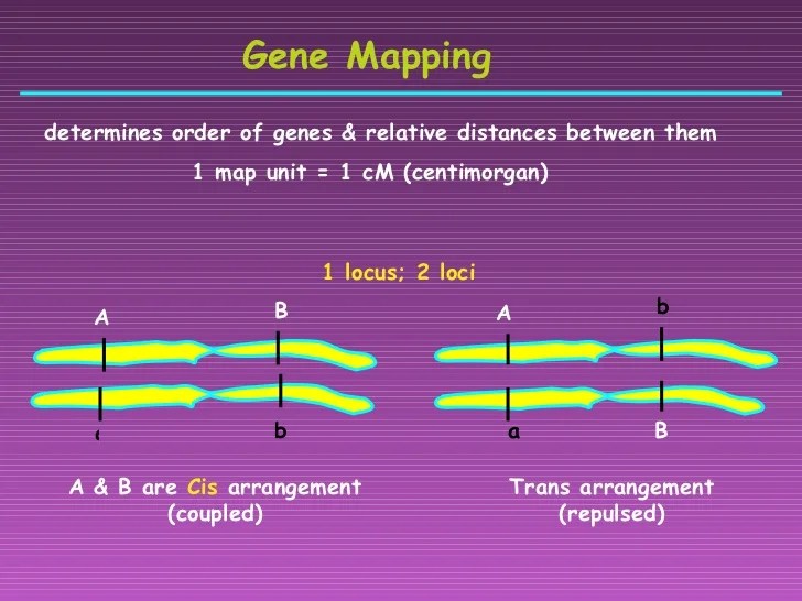 Gene mapping worksheet answer key