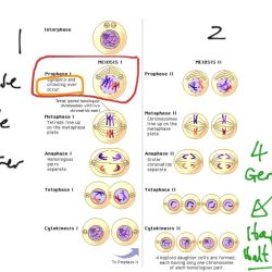 Unit 6 outcome 1 meiosis coloring worksheet