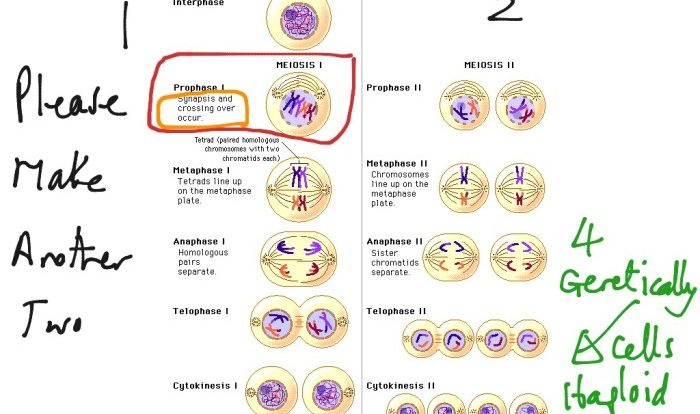 Unit 6 outcome 1 meiosis coloring worksheet