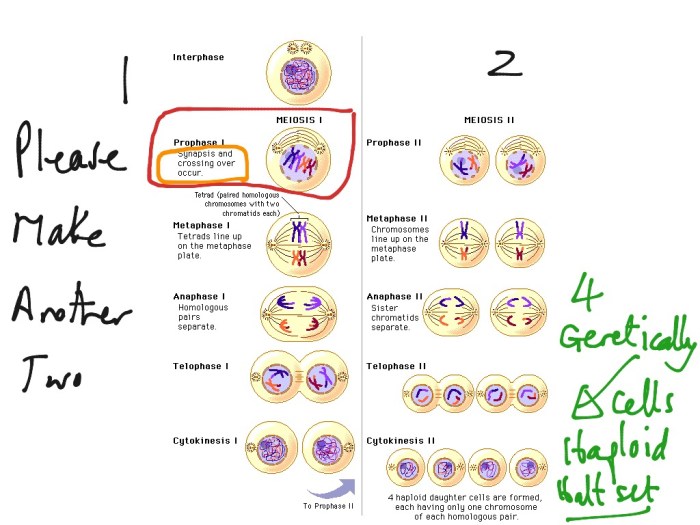 Unit 6 outcome 1 meiosis coloring worksheet