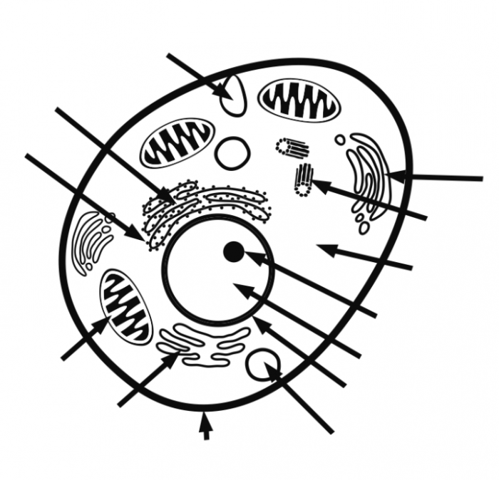 Cell animal unlabeled diagram