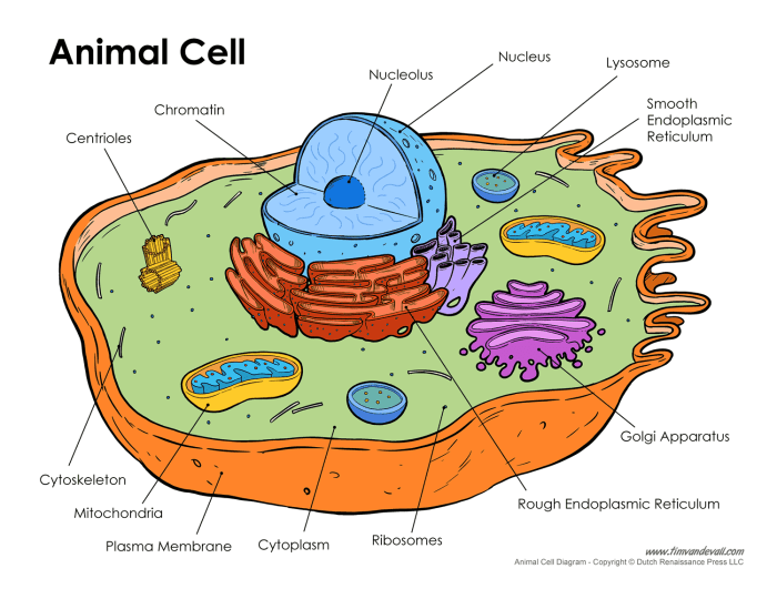 Unlabeled diagram of an animal cell