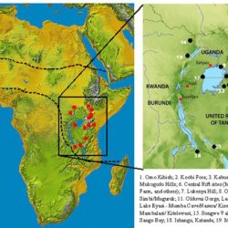 Homo africa erectus sapiens migration origin humans choose board african human