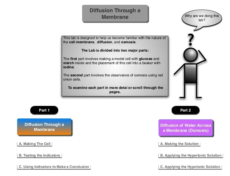 Diffusion across a semipermeable membrane lab